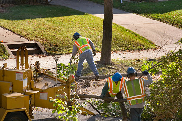 Professional Tree Removal and Landscaping Services in Westmont, NJ